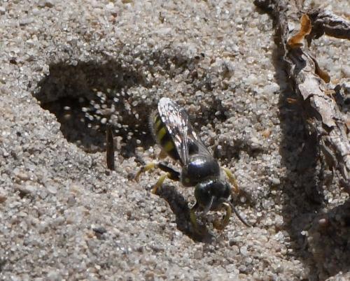 Bembecinus tridens